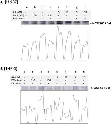 NOX2 and NOX4 expression in monocytes and macrophages-extracellular vesicles in signalling and therapeutics